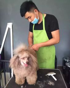 为什么宠物美容比人的美发还贵 揭秘你所不了解的宠物美容师这个高危职业