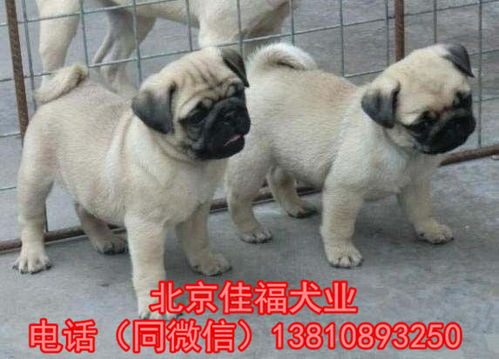 北京哪里卖纯种巴哥犬北京家福犬业直销精品巴哥犬